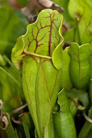 Pitcherplant_LP0172_33_Henley_Park