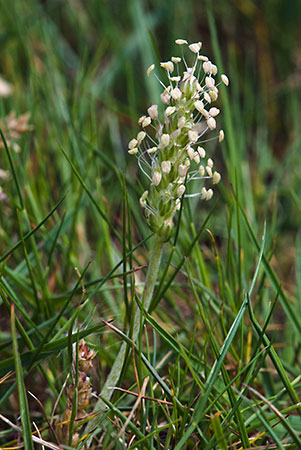 Plantain_Bucks-horn_LP0127_08_Puttenham