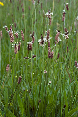 Plantain_Ribwort_LP0139_17_Coulsdon