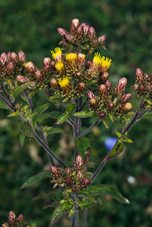 Ploughmans-spikenard_LP0068_58_Headley_Heath