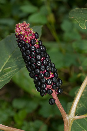 Pokeweed_LP0178_09_South_Croydon