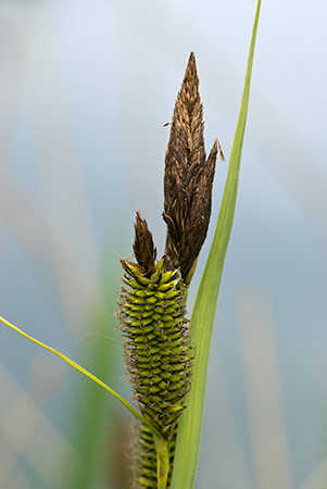 Pond-sedge_Greater_LP0206_26_Barnes