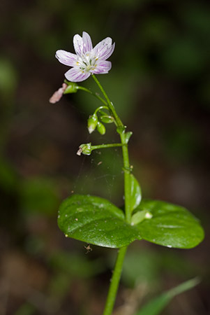 Purslane_Pink_LP0224_85_Wisley