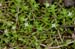 Pigmyweed_New_Zealand_LP0218_01_Runnymede