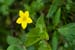 Pimpernel_Yellow_LP0129_12_Frillinghurst