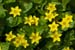 Pimpernel_Yellow_LP0208_13_Titsey_Wood