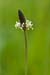 Plantain_Ribwort_LP0137_17_Riddlesdown