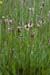 Plantain_Ribwort_LP0139_17_Coulsdon