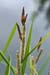 Pond-sedge_Lesser_LP0206_14_Barnes