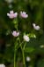 Purslane_Pink_LP0209_04_Haslemere