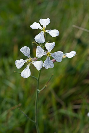 Radish_Wild_LP0075_11_Riddlesdown