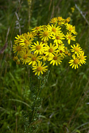 Ragwort_LP0064_11_Howell_Hill