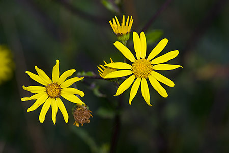 Ragwort_Marsh_LP0184_62_Shalford