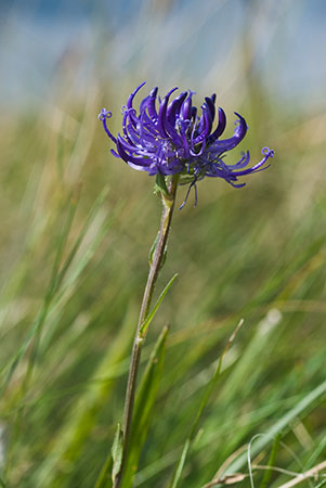 Rampion_Round-headed_LP0022_09_Mill_Hill