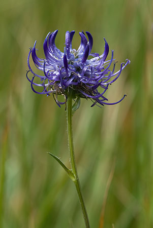 Rampion_Round-headed_LP0160_18_Walton_Downs