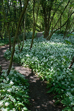 Ramsons_LP0119_18_Box_Hill