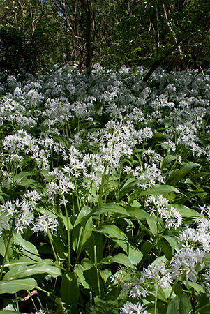 Ramsons_LP0119_24_Box_Hill