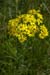 Ragwort_LP0064_11_Howell_Hill