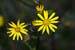 Ragwort_Marsh_LP0184_62_Shalford