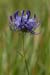 Rampion_Round-headed_LP0160_18_Walton_Downs