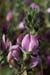 Restharrow_Common_LP0058_29_Dawlish_Warren