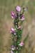 Restharrow_Spiny_LP0157_21_Mitcham_Common