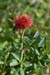 Rose_Gall_LP0068_22_Headley_Heath