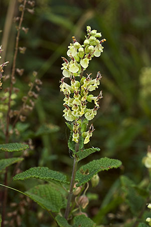 Sage_Wood_LP0068_64_Headley_Heath