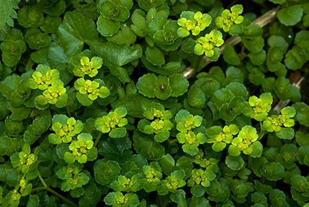 Saxifrage_Opposite-leaved_Golden_LP0107_20_Godstone