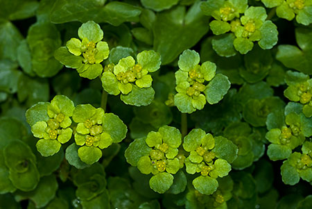 Saxifrage_Opposite-leaved_Golden_LP0107_21_Godstone