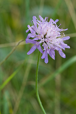 Scabious_Field_LP0028_02_Howell_Hill
