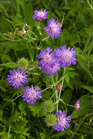 Scabious_Field_LP0064_06_Howell_Hill