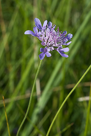 Scabious_Small_LP0027_07_Box_Hill