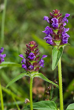 Selfheal_LP0062_19_Andrews_Wood