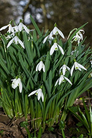 Snowdrop_LP0090_09_Staffhurst_Wood