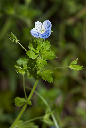 Speedwell_Common_Field_LP0078_09_Puttenham