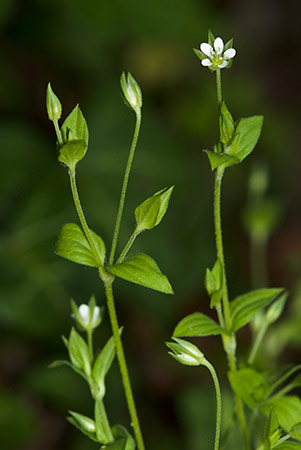 Sandwort_Three-nerved_LP0202_17_Thursley_crop