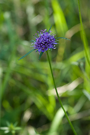 Scabious_Devil's-bit_LP0027_06_Box_Hill