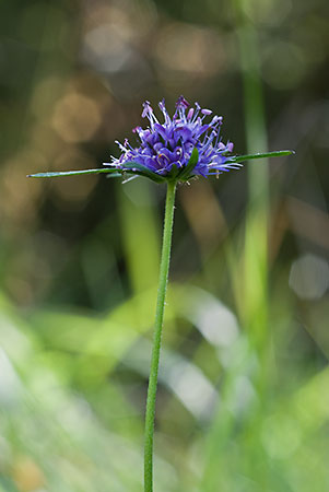 Scabious_Devil's-bit_LP0027_28_Box_Hill