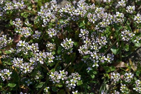 Scurvygrass_Danish_LP0191_11_Banstead