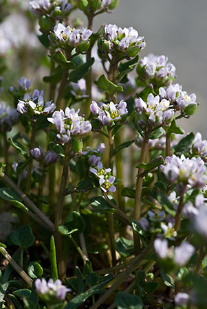 Scurvygrass_Danish_LP0191_14_Banstead