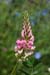 Sainfoin_LP0021_25_Coulsdon