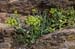 Samphire_Rock_LP0213_29_Wembury