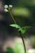 Sanicle_LP0114_02_Buckland