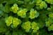 Saxifrage_Opposite-leaved_Golden_LP0107_21_Godstone