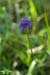 Scabious_Devil's-bit_LP0027_06_Box_Hill