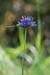 Scabious_Devil's-bit_LP0027_28_Box_Hill