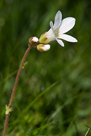 Saxifrage_Meadow_LP0123_28_St_Martha