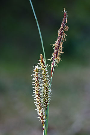 Sedge_Glaucous_LP0118_43_Hale_Common