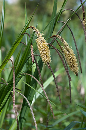 Sedge_Pendulous_LP0036_31_Harewoods